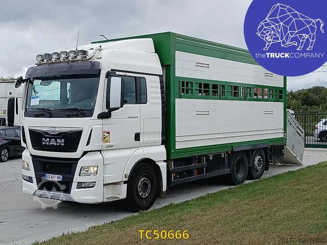 Перевозка крупного рогатого скота MAN TGX 460