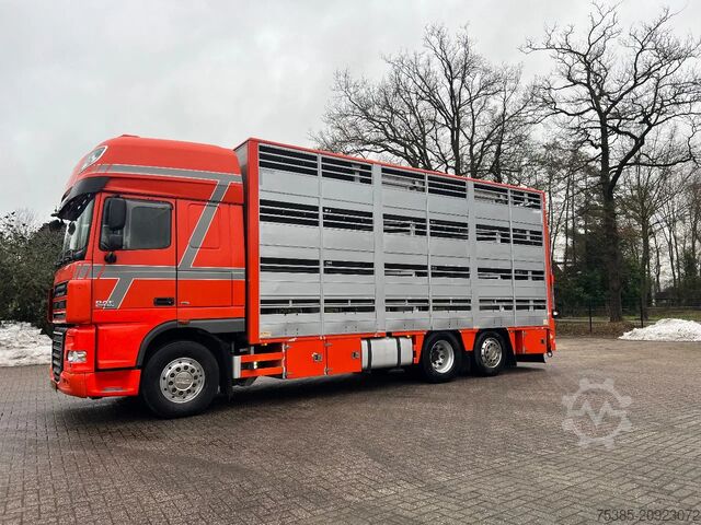 Перевозка крупного рогатого скота DAF XF 105 Berdex 1/2/3/4 livestock veewagen type2
